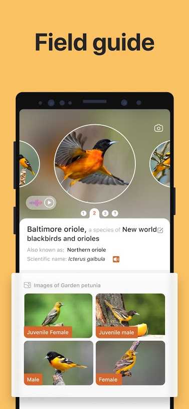 Picture Bird – Bird Identifier v2.4 (Premium) APK
